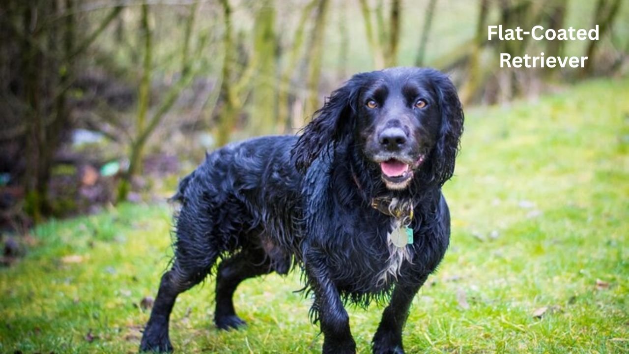 Flat-Coated Retriever