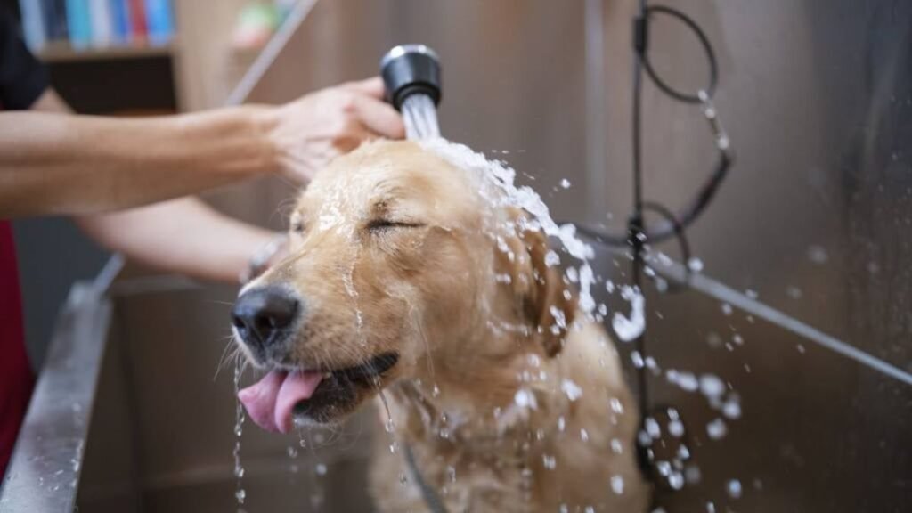 Ways to Get Rid of Fleas