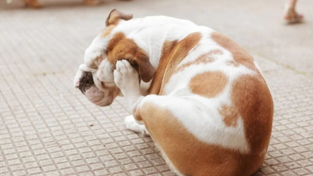 What are the symptoms of fleas?