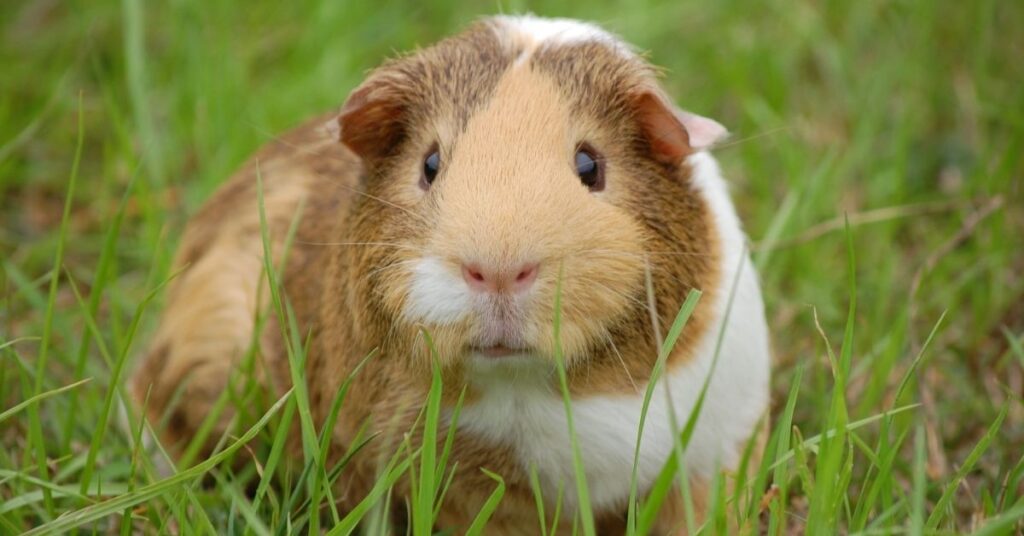 guinea pig 