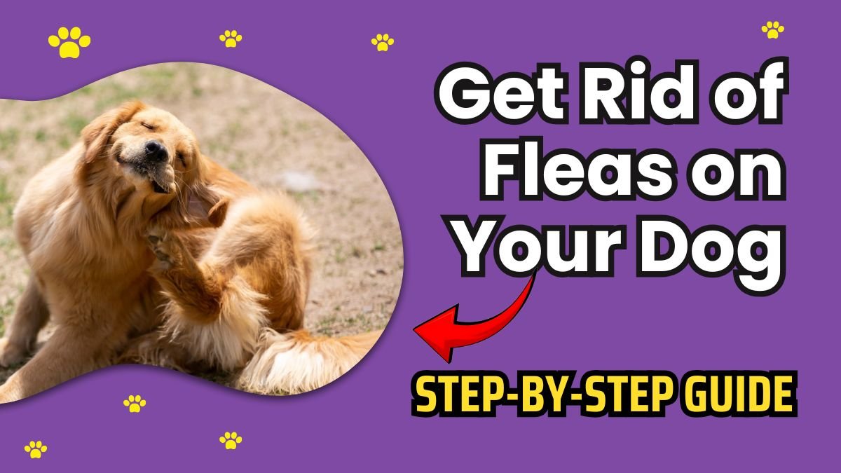 Effective Ways to Get Rid of Fleas on Your Dog – A Step-by-Step Guide