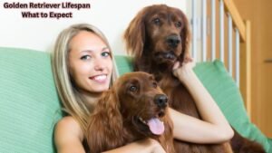Golden Retriever Lifespan: What to Expect