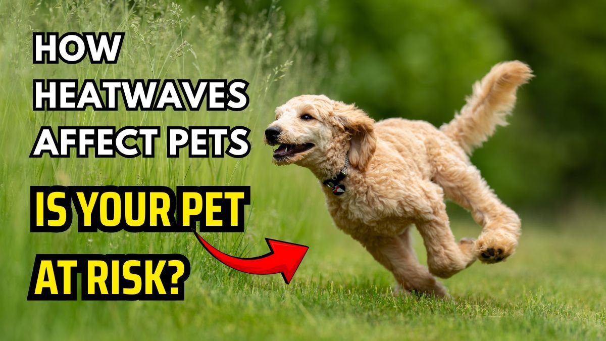 How Heatwaves Affect Pets of All Sizes – Is Your Pet at Risk?