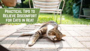 Is a cat in heat? Here’s How to Help Her Feel Better
