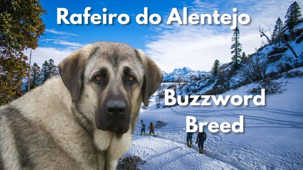 Rafeiro do Alentejo: Essential Health Tips and Care Advice for Dog Owners